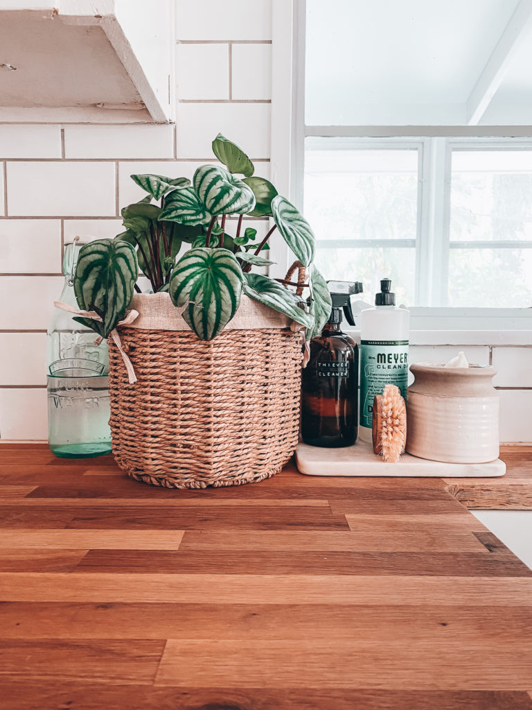 watermelon plant on kitchen counter