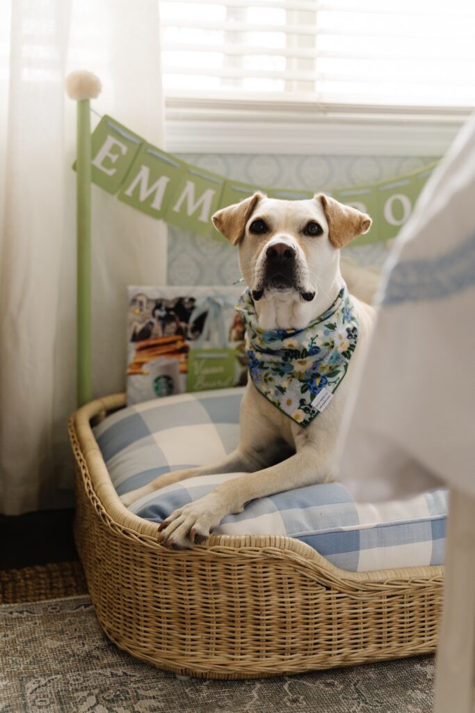 dog laying on blue gingham bed